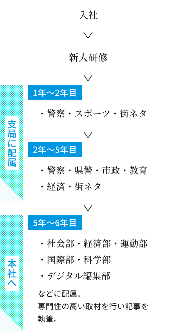 新聞記者のキャリアパス図。入社→新人研修の後、1年〜2年目は支局に配属され警察・スポーツ・街ネタを担当。2年〜5年目も支局で警察・県警・市政・教育・経済・街ネタを担当。5年〜6年目に本社へ配属され、社会部・経済部・運動部・国際部・科学部・デジタル編集部などで専門性の高い取材を行い記事を執筆する流れを矢印で示している。